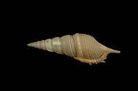 藏品(包氏長鼻螺)的圖片